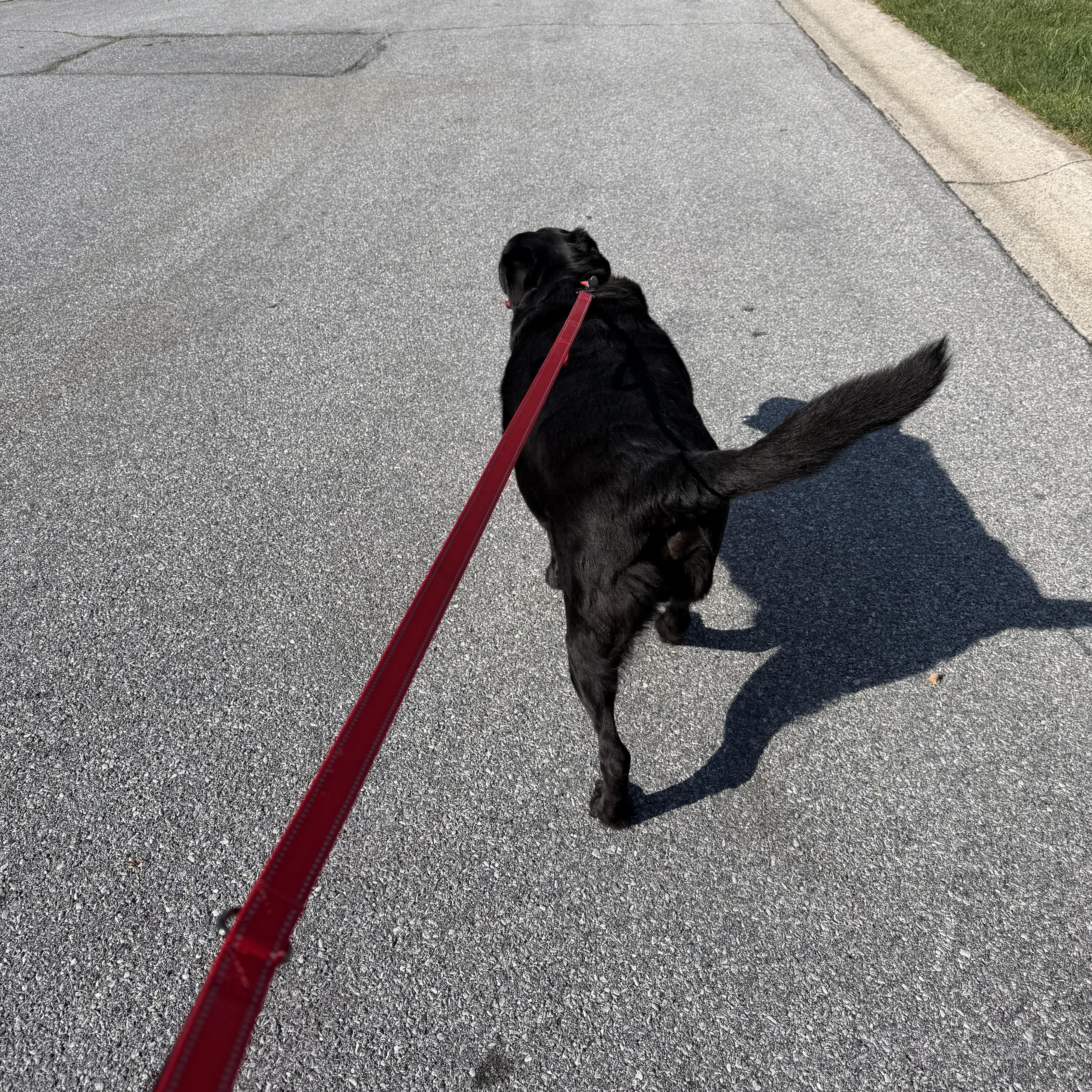 Enlarge Lucky, a Adoptable Labrador Retriever in Warrington, PA image 6/6