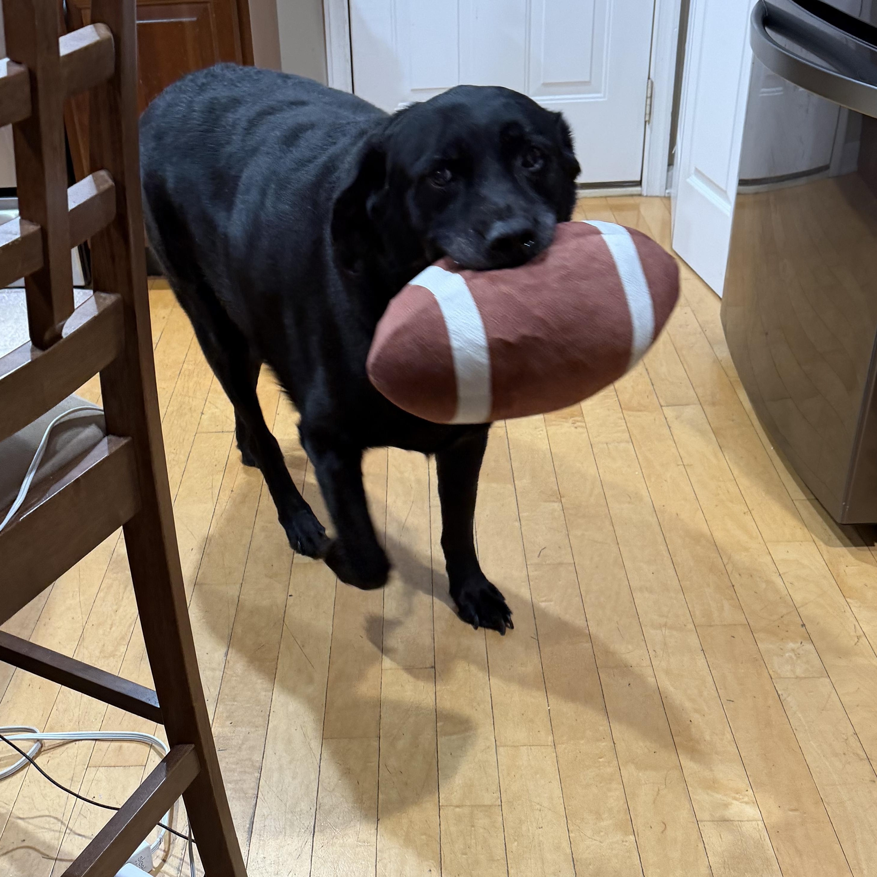 Enlarge Lucky, a Adoptable Labrador Retriever in Warrington, PA image 2/6