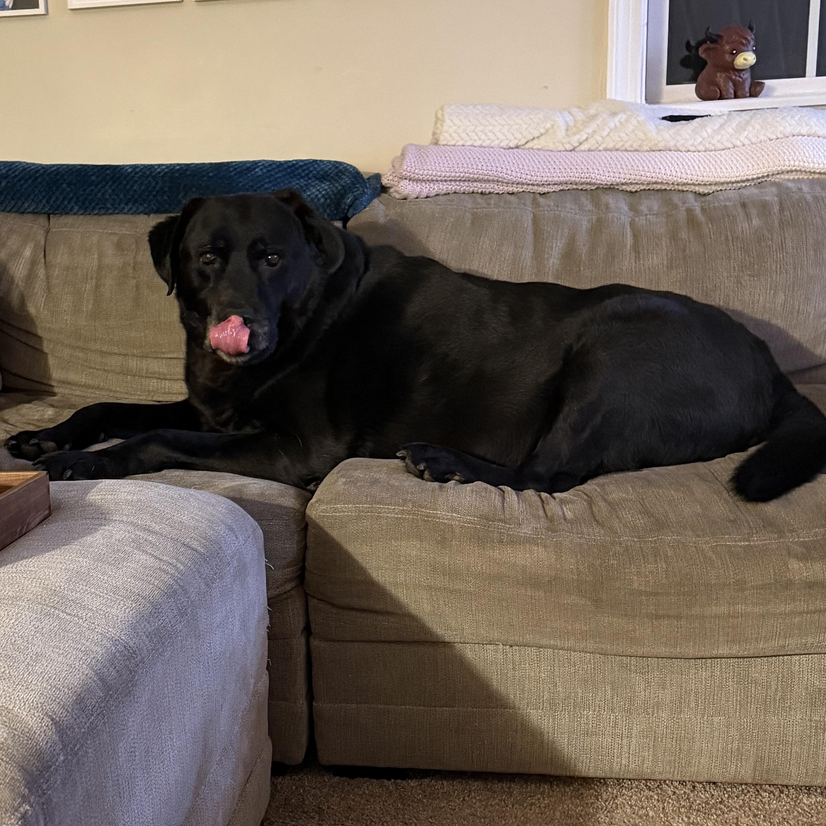 Enlarge Lucky, a Adoptable Labrador Retriever in Warrington, PA image 1/6