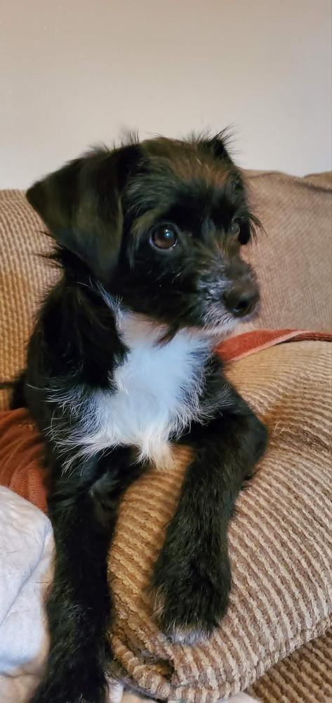 Oliver, Adoptable, Young Male Chihuahua.