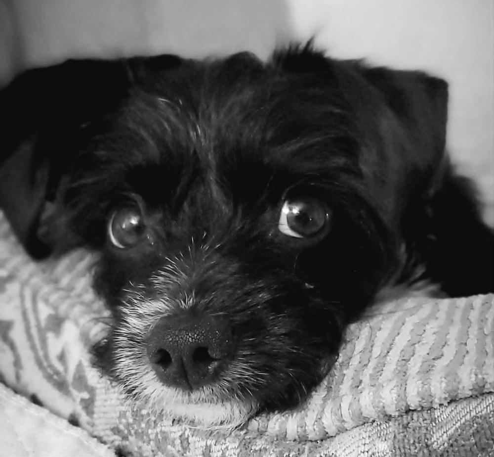 Enlarge Oliver, a Adoptable mixed breed in Chattanooga, TN image 2/4