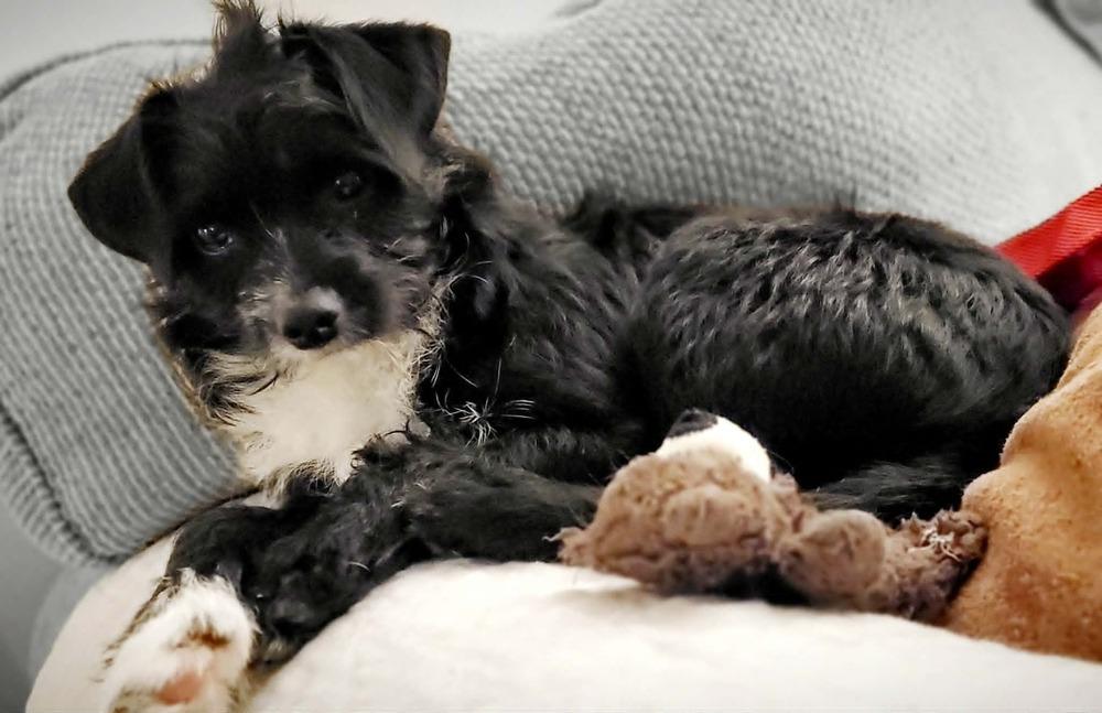 Enlarge Oliver, a Adoptable mixed breed in Chattanooga, TN image 3/4