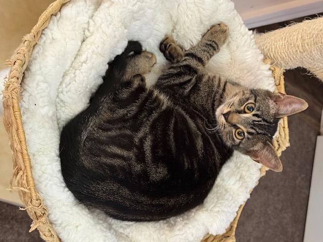 Enlarge RACHA, a Adoptable Domestic Short Hair in Clinton Township, MI image 1/1