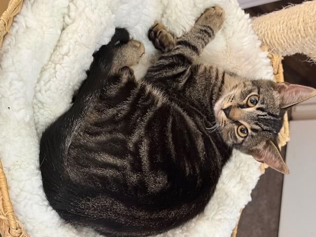 RACHA, Adoptable, Kitten Male Domestic Short Hair.