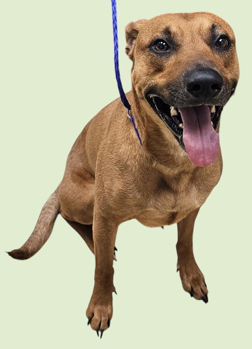 Enlarge Jitter Bug, a Adoptable mixed breed in New Castle, IN image 1/1