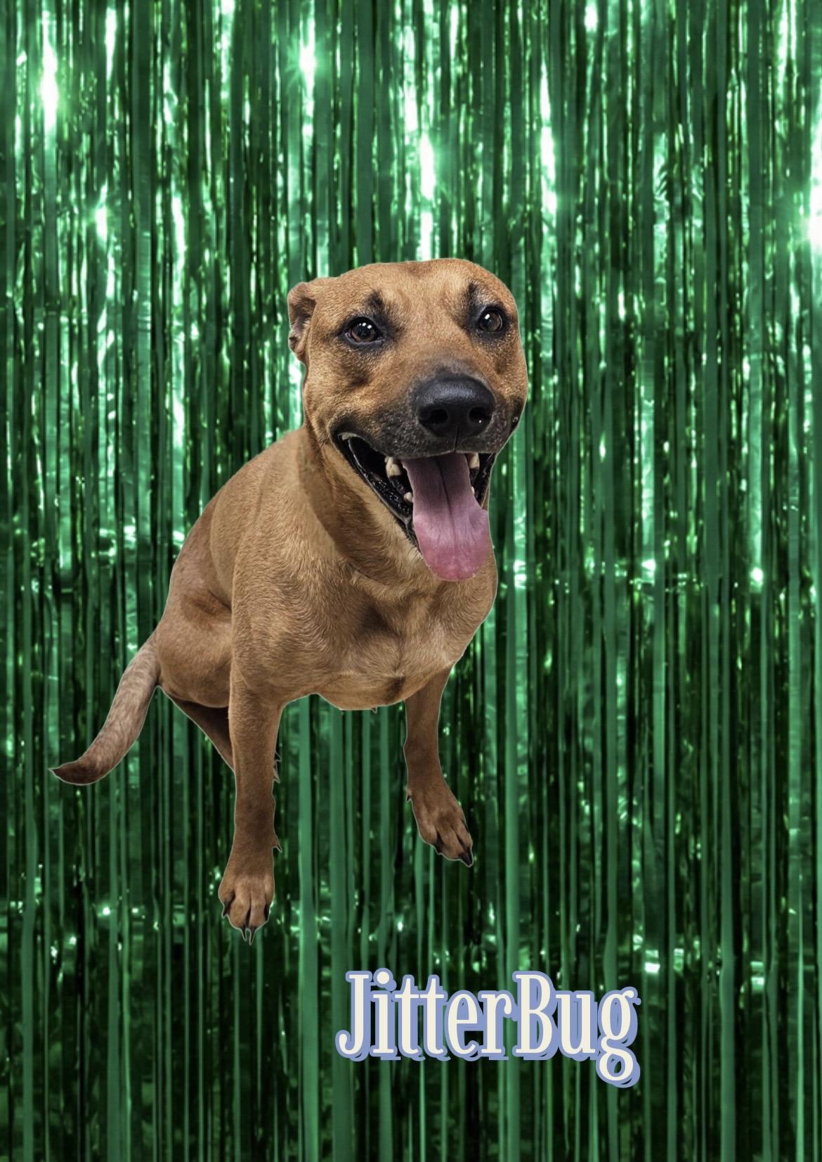 Jitter Bug, Adoptable, Adult Male Rhodesian Ridgeback.