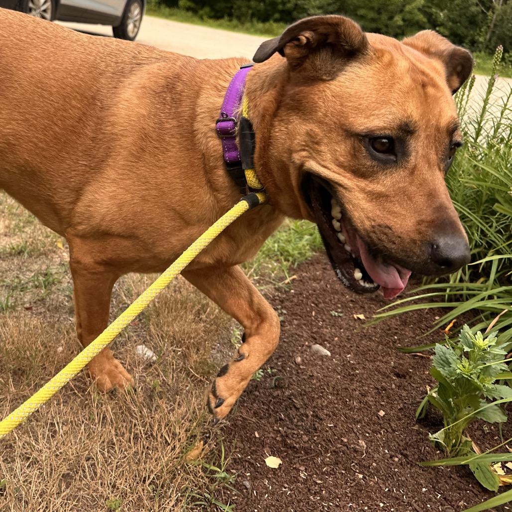 Sweetie, Adoptable, Adult Female Rhodesian Ridgeback & Rottweiler.