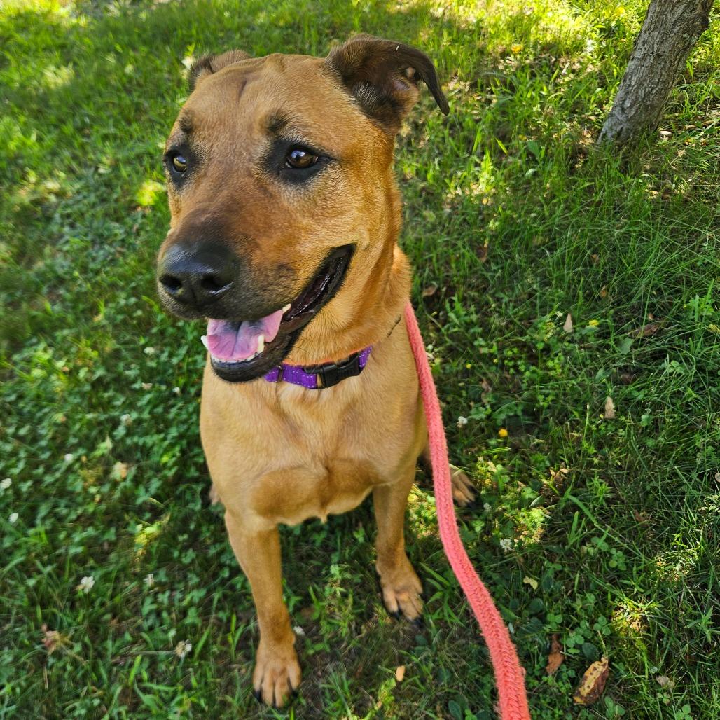 Sweetie, a Adoptable mixed breed in Conway, NH image 2/5