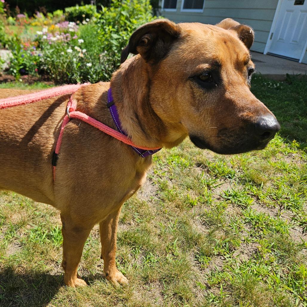Sweetie, a Adoptable mixed breed in Conway, NH image 3/5