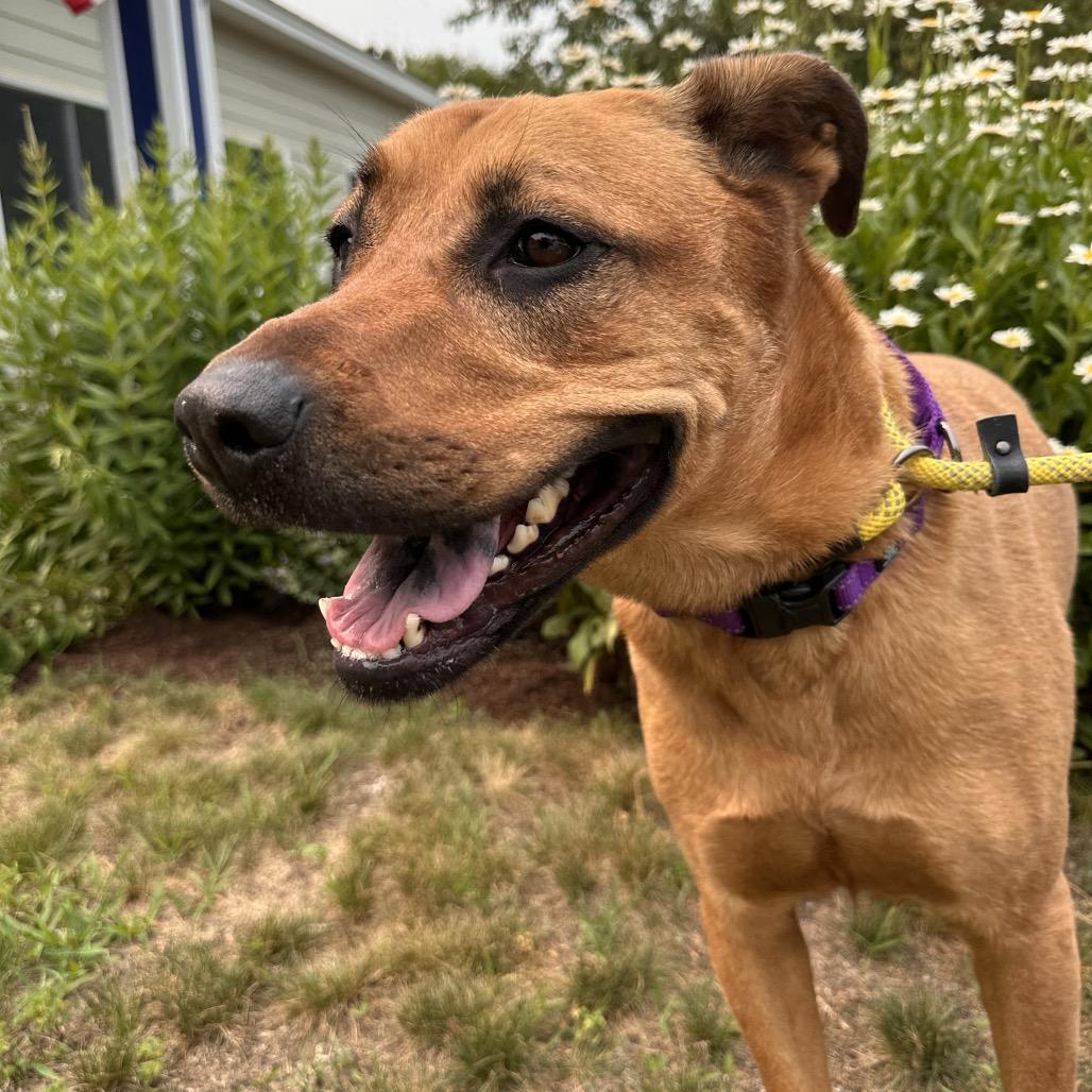 Sweetie, a Adoptable mixed breed in Conway, NH image 4/5