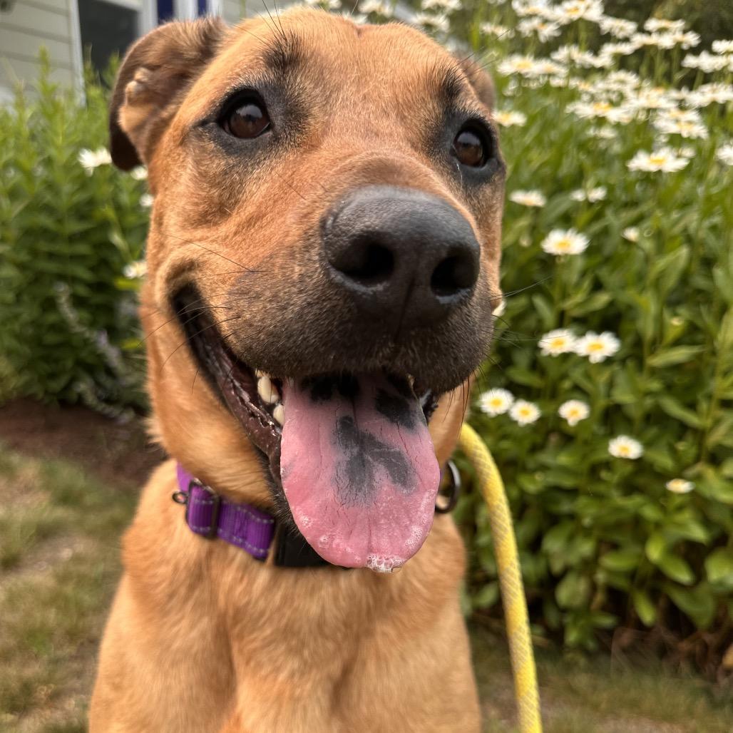 Sweetie, a Adoptable mixed breed in Conway, NH image 5/5