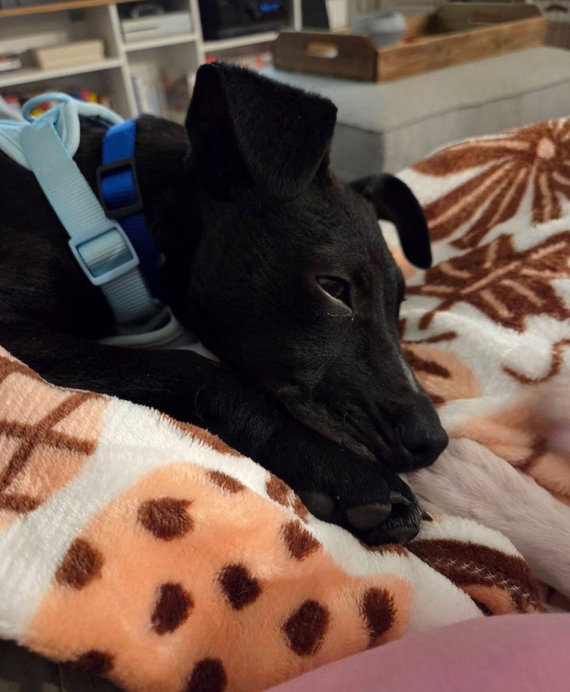 Tobey, Adoptable, Puppy Male Terrier & Mixed Breed.