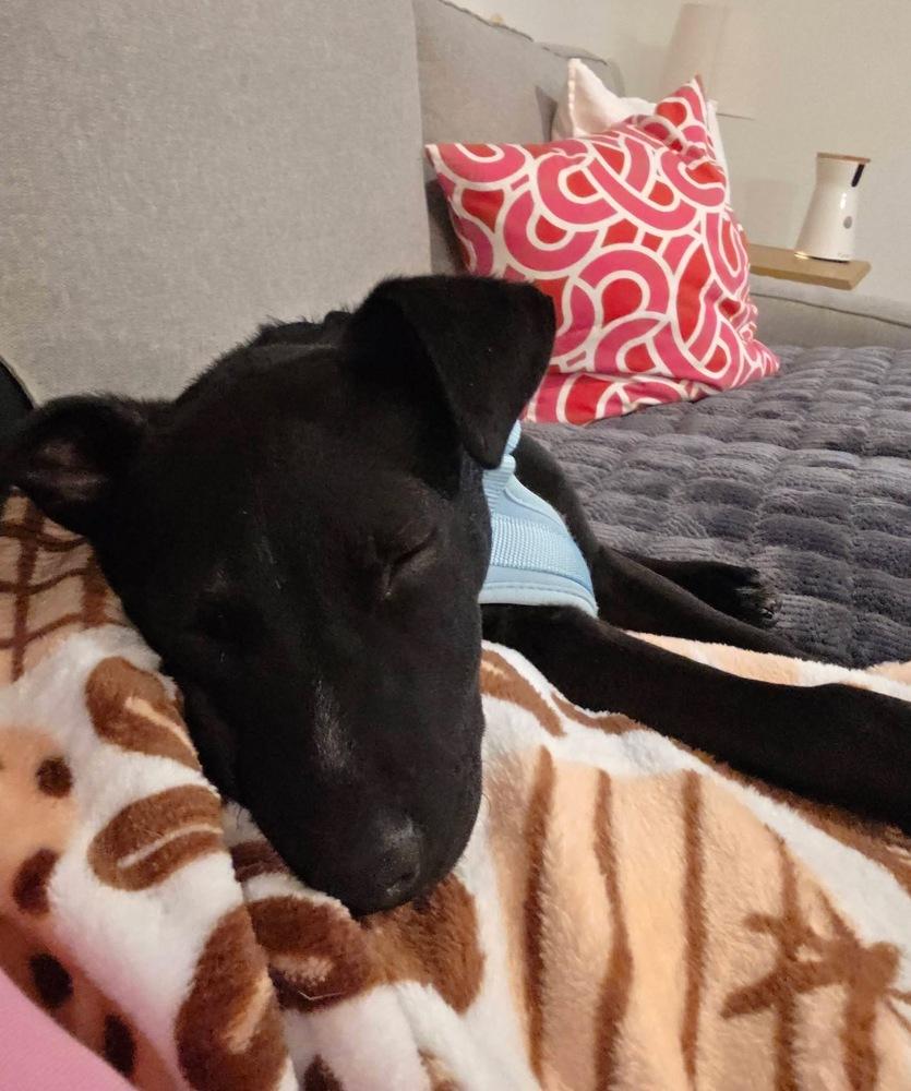 Enlarge Tobey, a Adoptable mixed breed in Colorado Springs, CO image 2/6