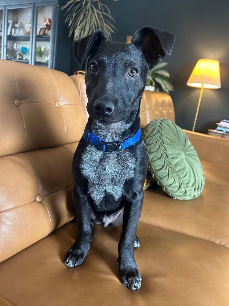 Enlarge Tobey, a Adoptable mixed breed in Colorado Springs, CO image 3/6