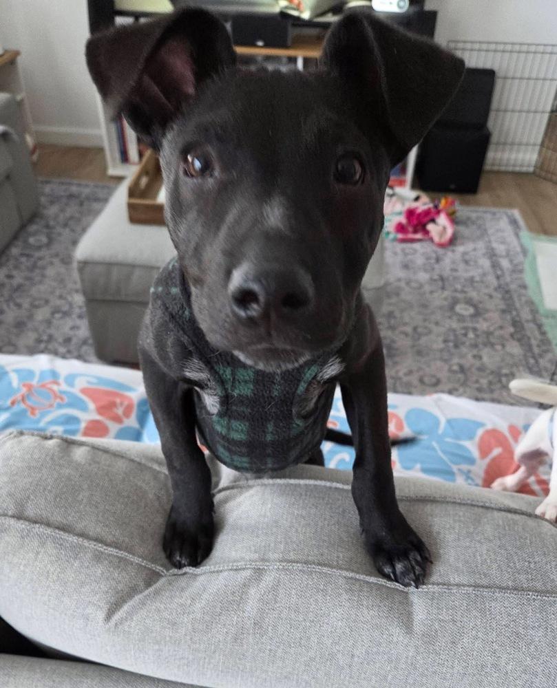 Enlarge Tobey, a Adoptable mixed breed in Colorado Springs, CO image 4/6