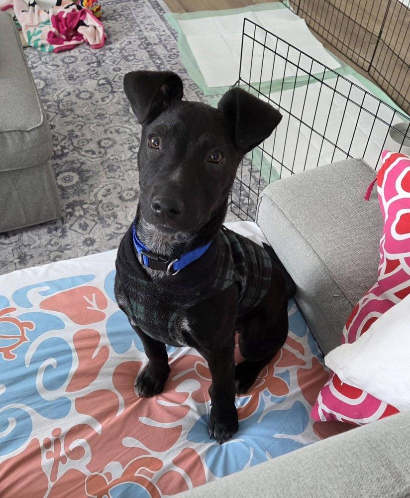 Enlarge Tobey, a Adoptable mixed breed in Colorado Springs, CO image 5/6