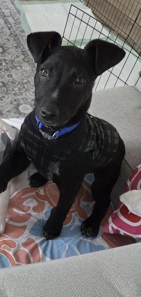 Enlarge Tobey, a Adoptable mixed breed in Colorado Springs, CO image 6/6