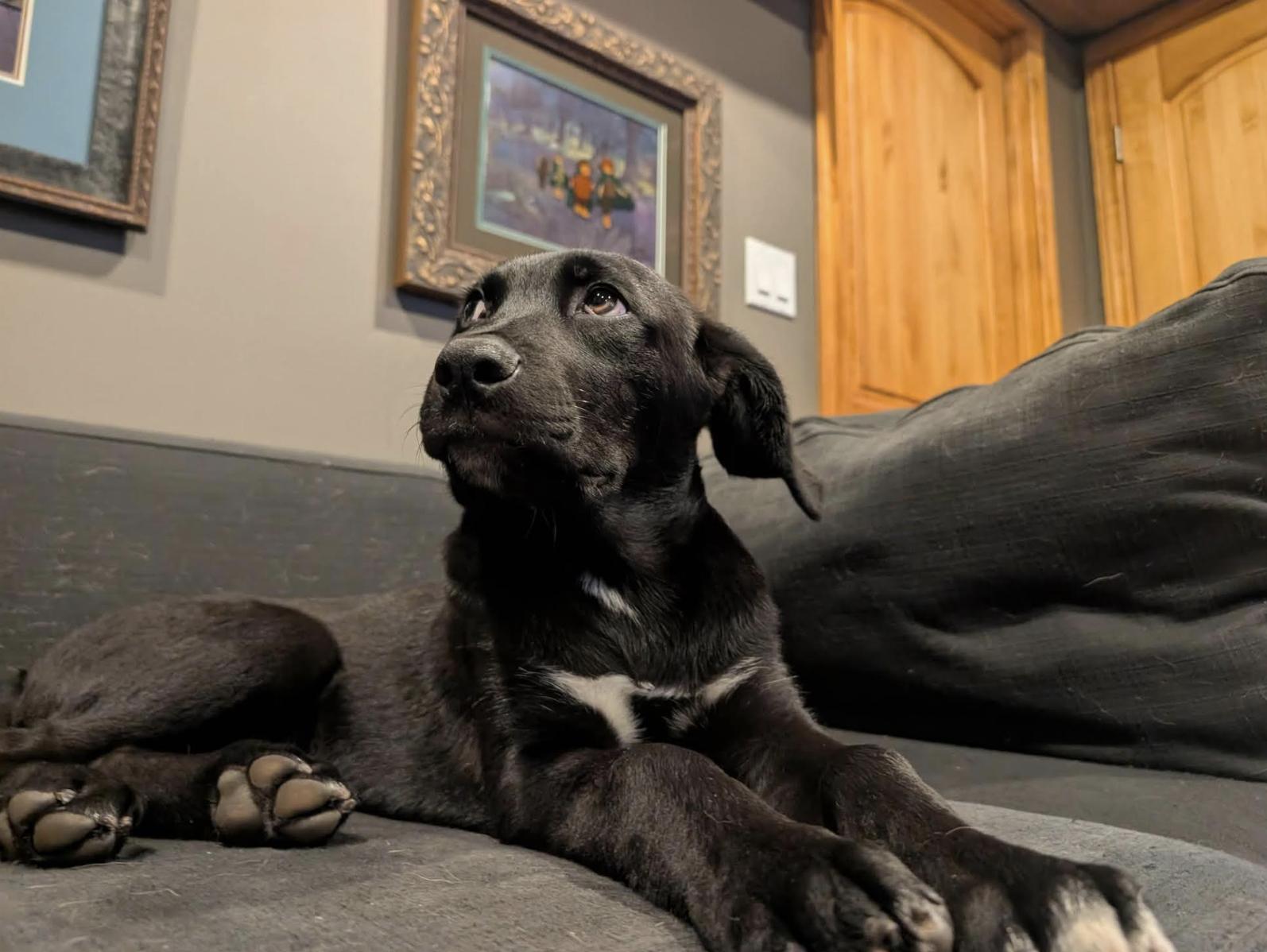 Merlin