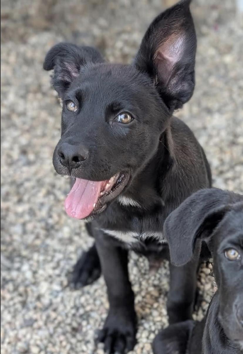 Merlin