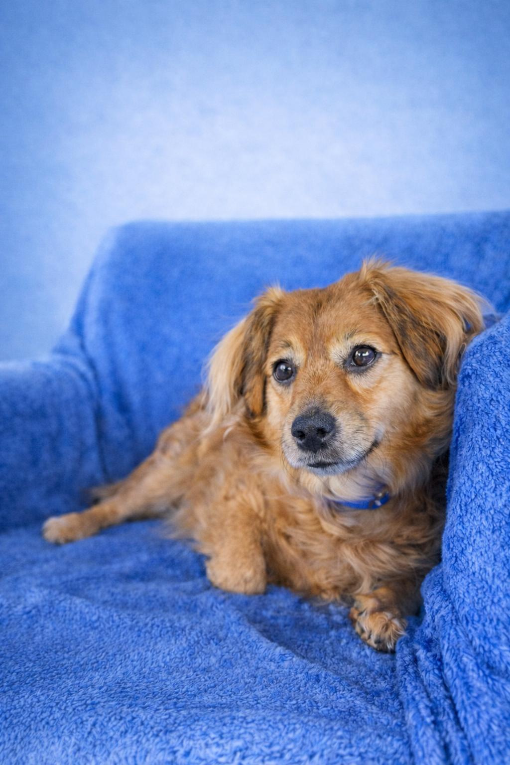 Enlarge Skeeter, a Adoptable mixed breed in Kennewick, WA image 4/6