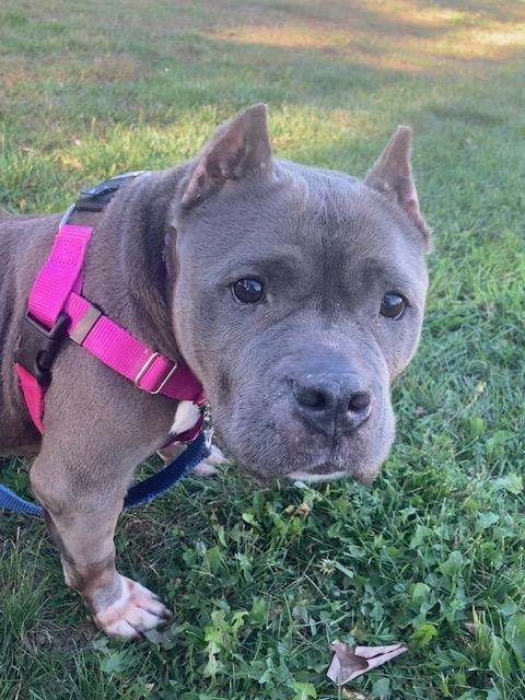 Enlarge STONEY, a Adoptable American Staffordshire Terrier in Methuen, MA image 2/3