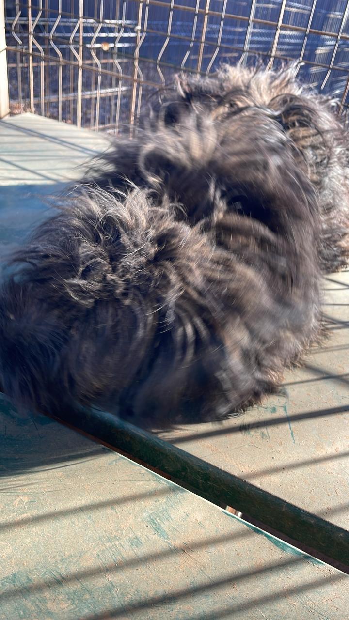 Maksimilian thumbnail 3