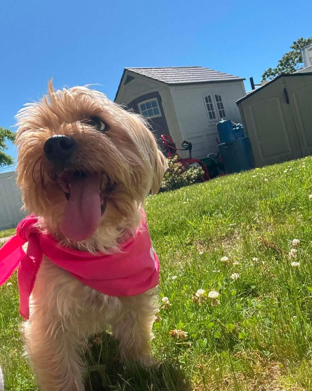 Kiwi, a ADOPTABLE mixed breed in Yaphank, NY image 2/3