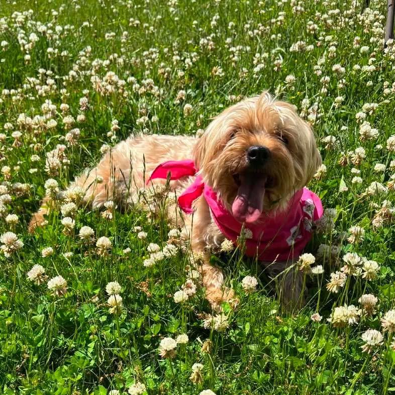 Kiwi, a ADOPTABLE mixed breed in Yaphank, NY image 1/3