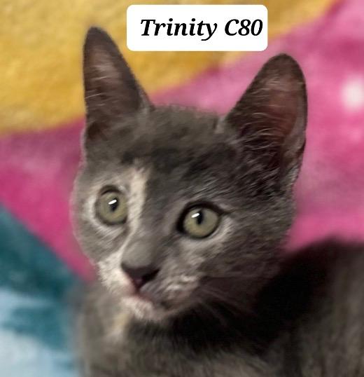 Trinity, ADOPTABLE, Kitten Female Domestic Short Hair.