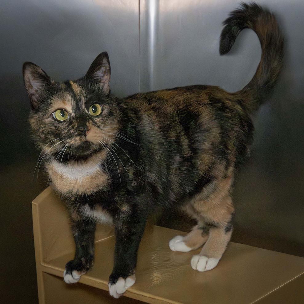 Enlarge Roxy, a Adoptable Domestic Short Hair in Wilmington, NC image 1/1