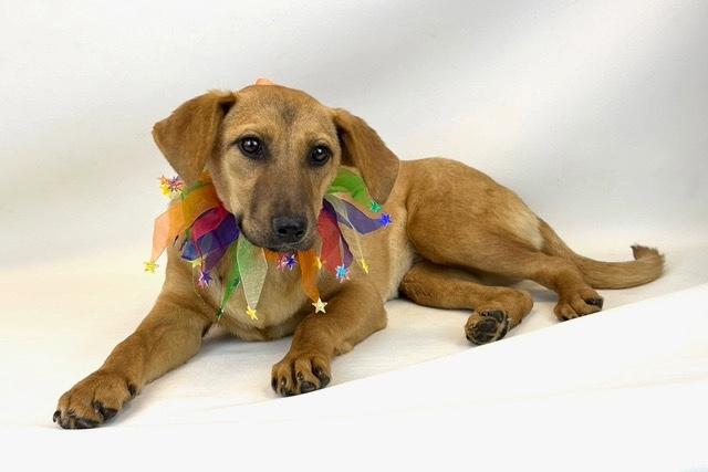 Enlarge Olive, an adopted mixed breed in Kerrville, TX image 1/2