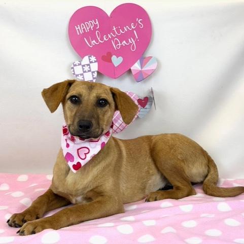 Enlarge Olive, an adopted mixed breed in Kerrville, TX image 2/2