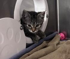 Enlarge Amara, a Adoptable mixed breed in Grants Pass, OR image 1/2