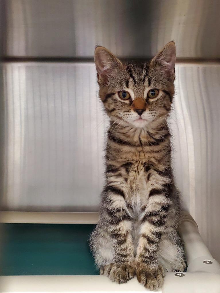 Enlarge Amara, a Adoptable mixed breed in Grants Pass, OR image 2/2