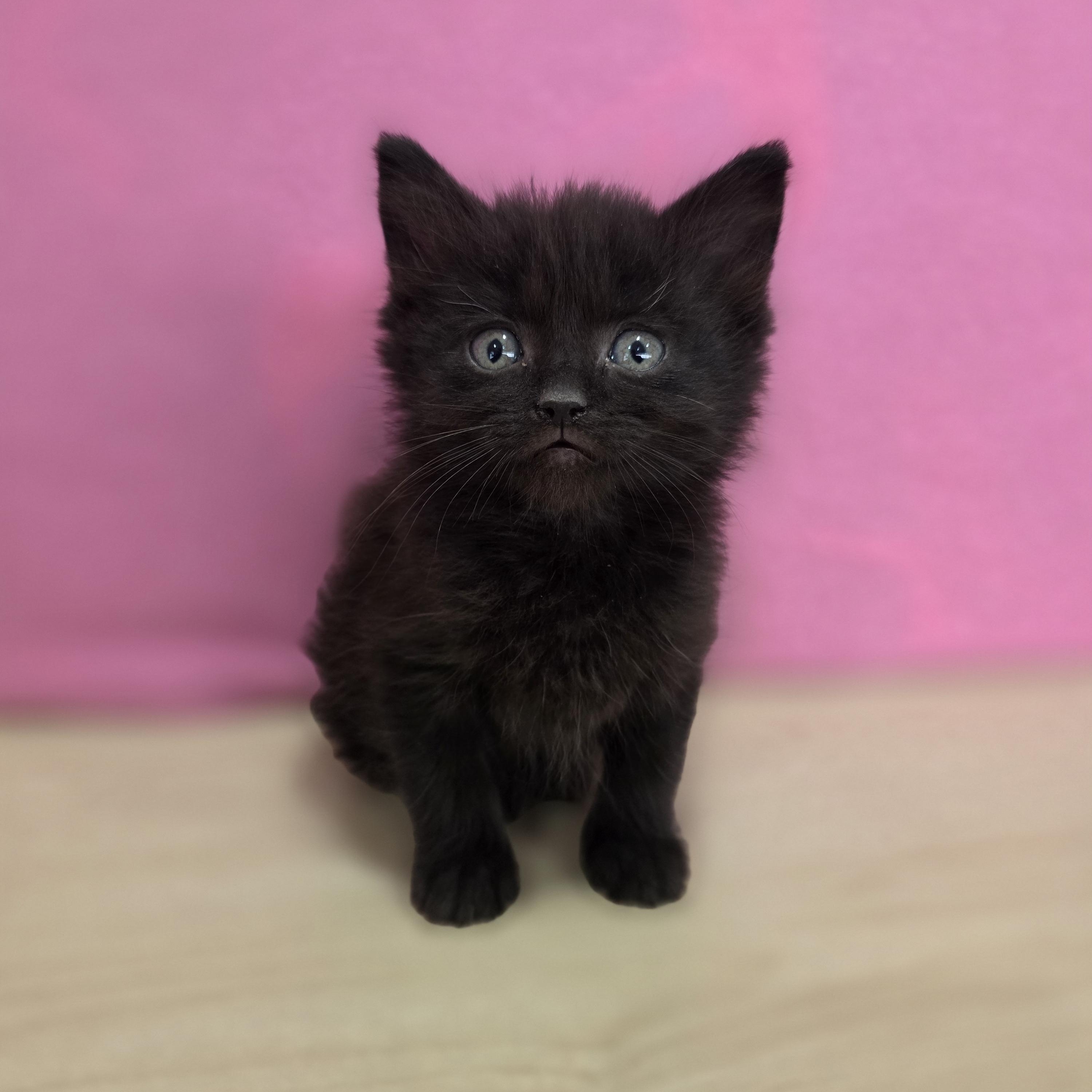 Cherry Chip, adopted, Kitten Female Domestic Short Hair.