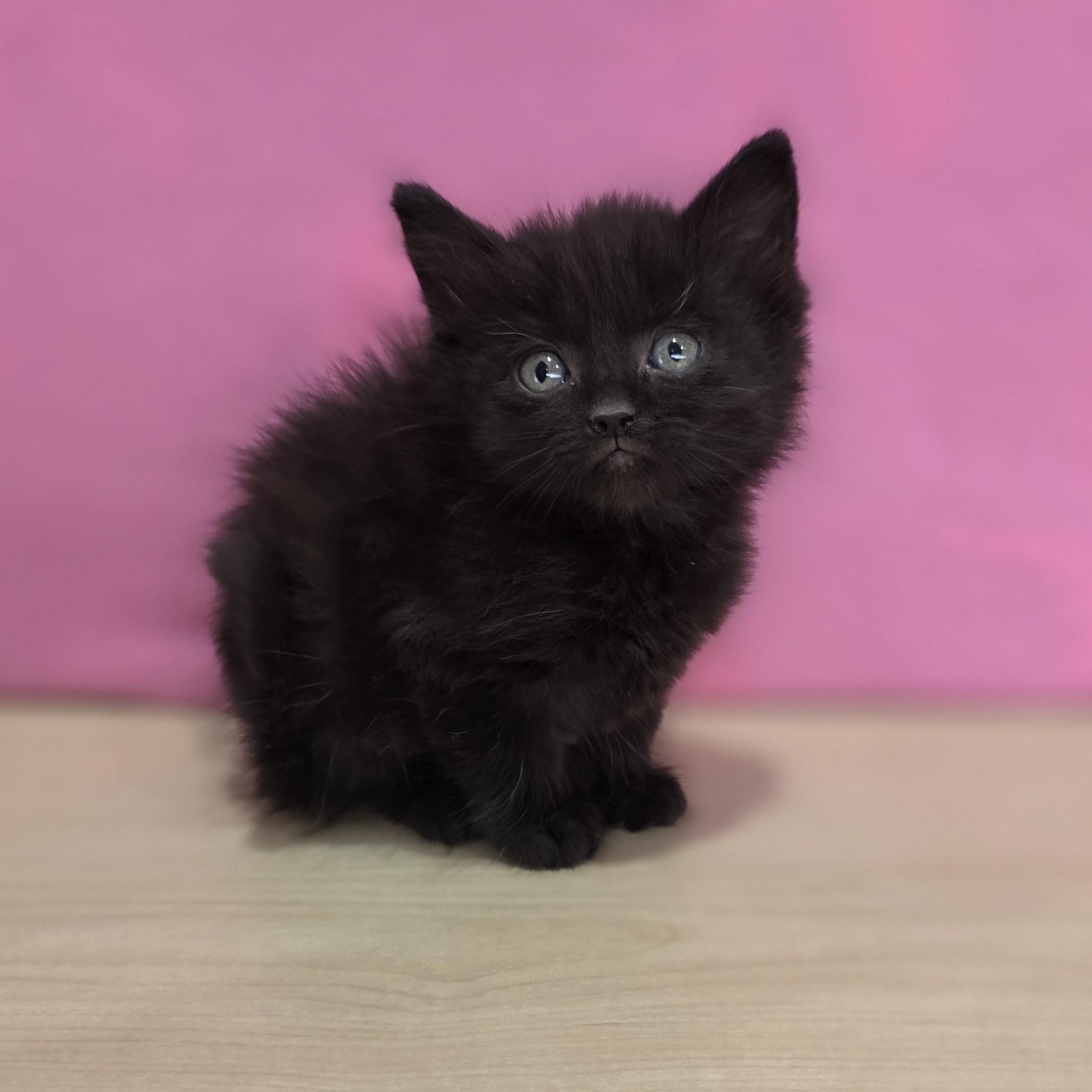 Enlarge Cherry Chip, an adopted Domestic Short Hair in Macomb Twp, MI image 2/5