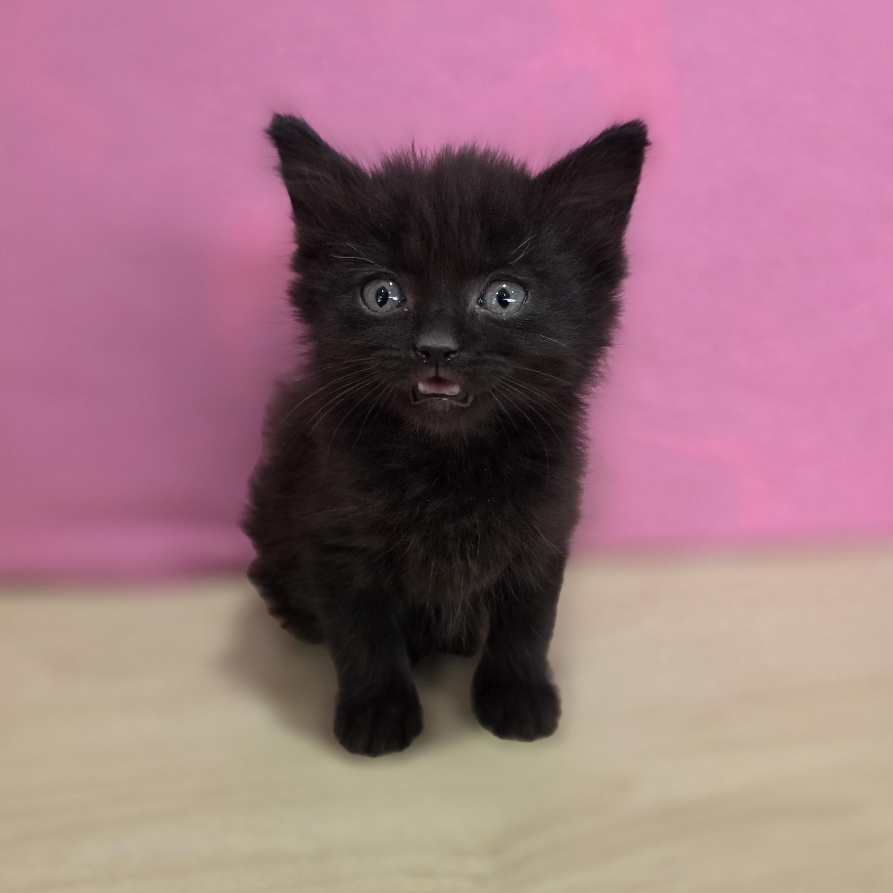 Enlarge Cherry Chip, an adopted Domestic Short Hair in Macomb Twp, MI image 3/5