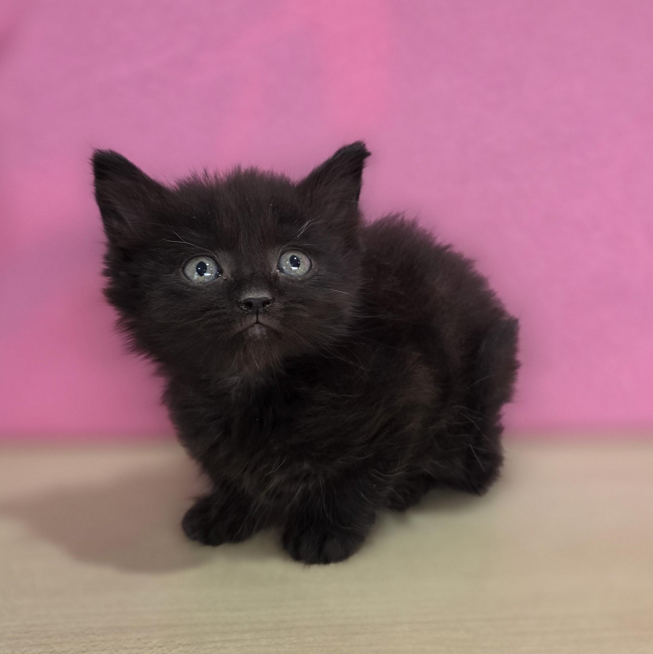 Enlarge Cherry Chip, an adopted Domestic Short Hair in Macomb Twp, MI image 4/5