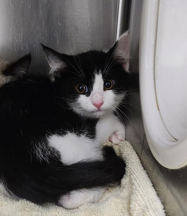 Pepper, Adoptable, Kitten Male Domestic Short Hair.