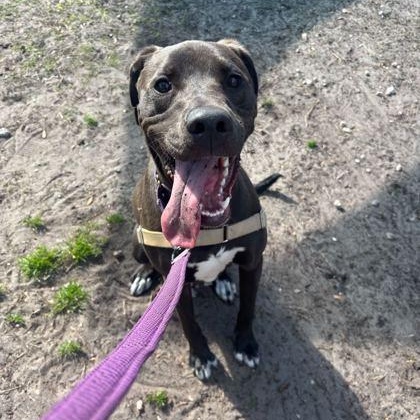 ATLAS, adopted, Young Male Labrador Retriever.