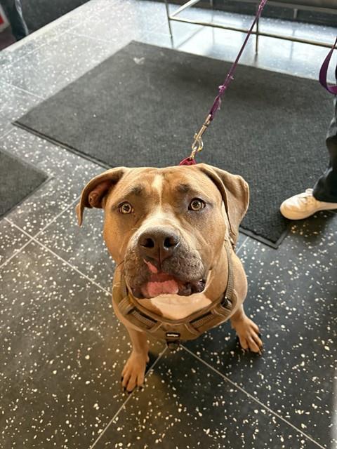 Enlarge EMMY, a Adoptable Pit Bull Terrier in Boston, MA image 1/1