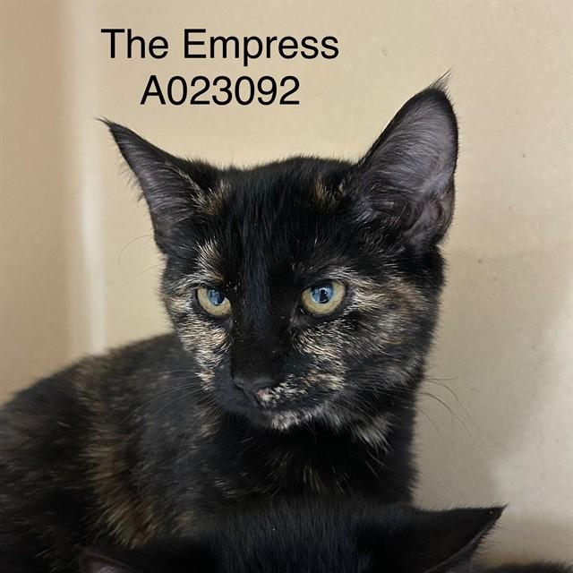 THE EMPRESS, Adoptable, Young Female Domestic Short Hair.