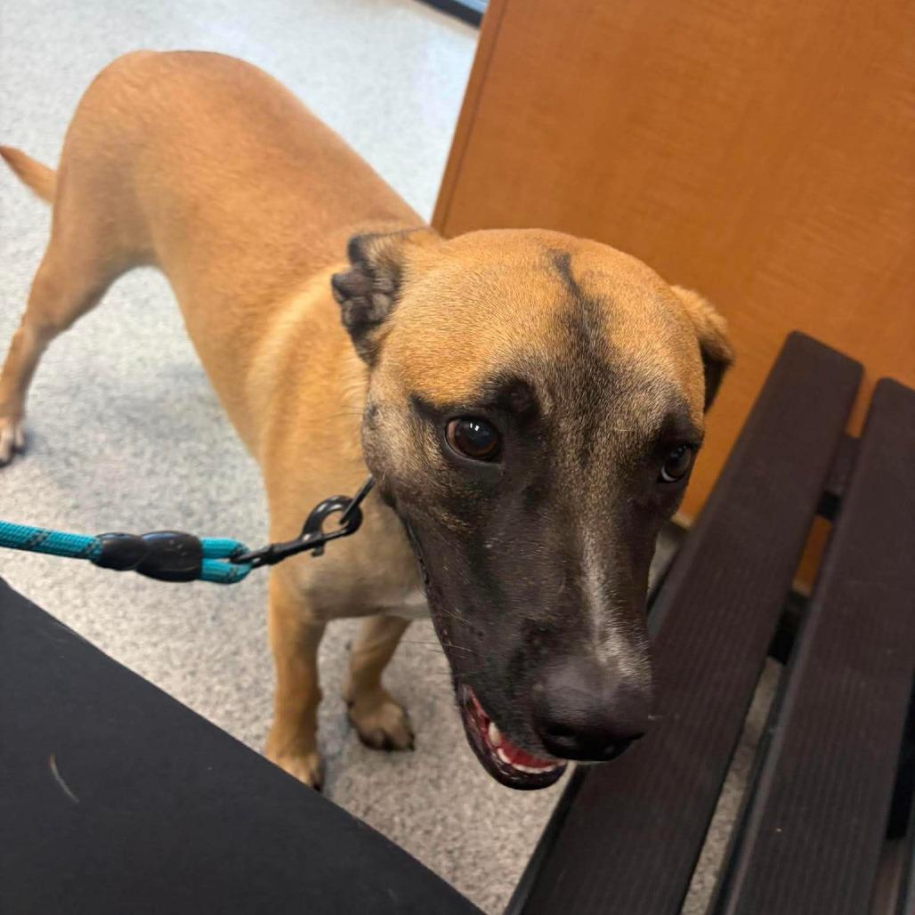 Lloyd, an adopted mixed breed in Monticello, IA image 2/5