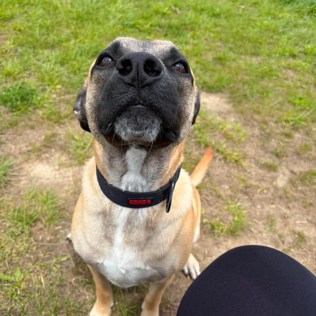 Lloyd, an adopted mixed breed in Monticello, IA image 5/5