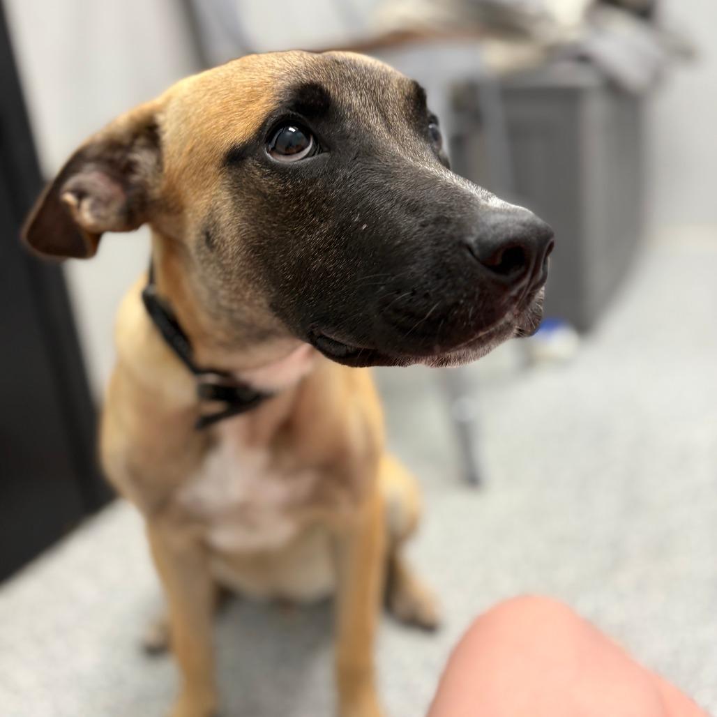 Lloyd, an adopted mixed breed in Monticello, IA image 4/5