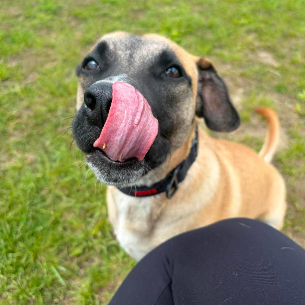 Lloyd, adopted, Young Male Cattle Dog & Black Mouth Cur.