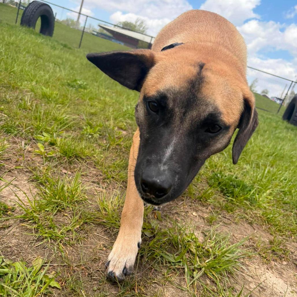 Lloyd, an adopted mixed breed in Monticello, IA image 3/5