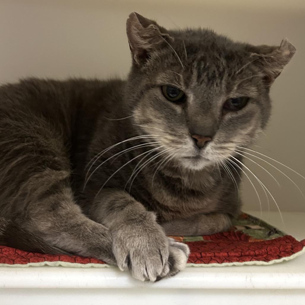 Enlarge Herbie, a Adoptable Domestic Short Hair in Brevard, NC image 1/1