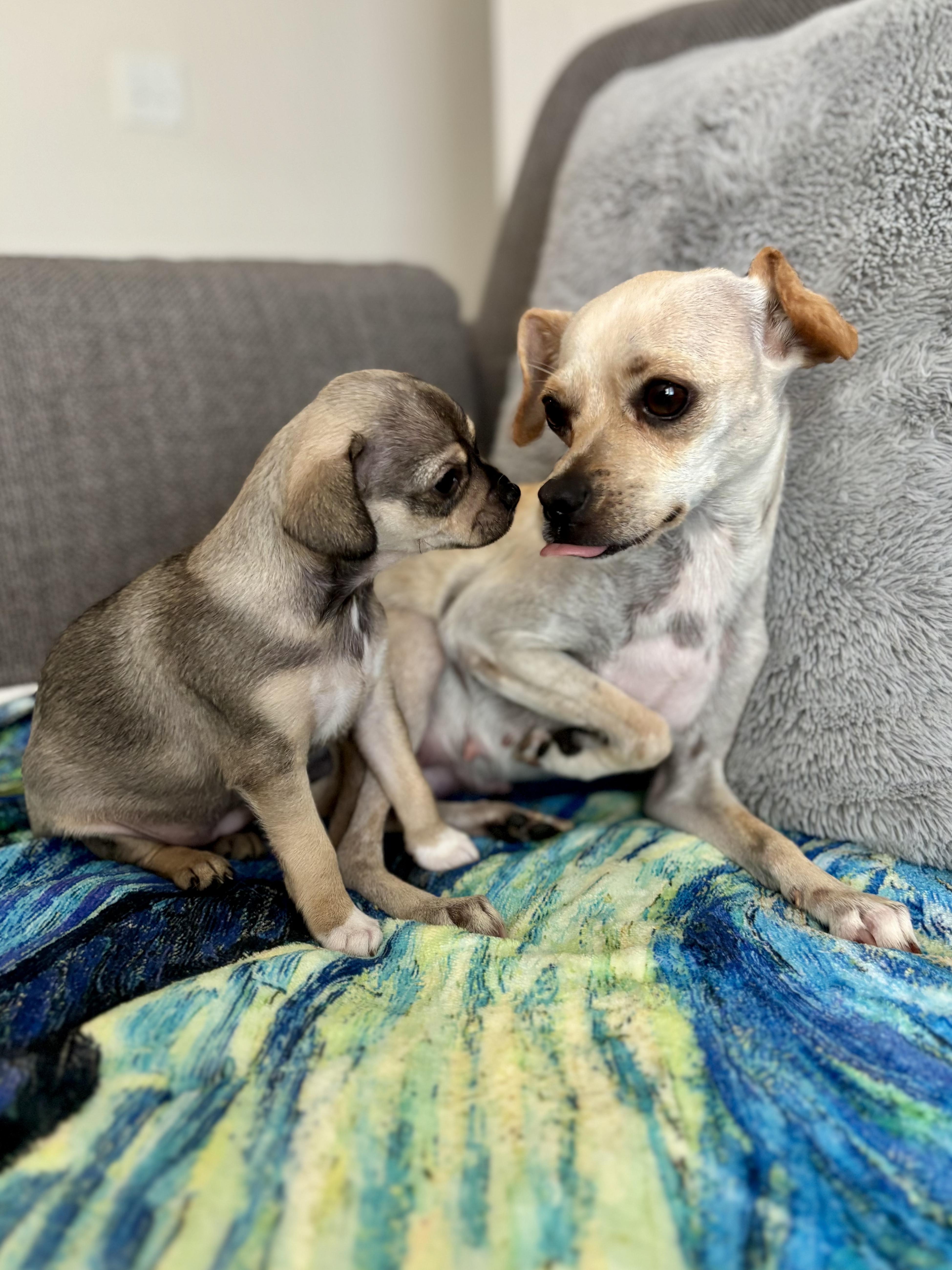 Duckie, Adopted, Puppy Female Chihuahua & Whippet.