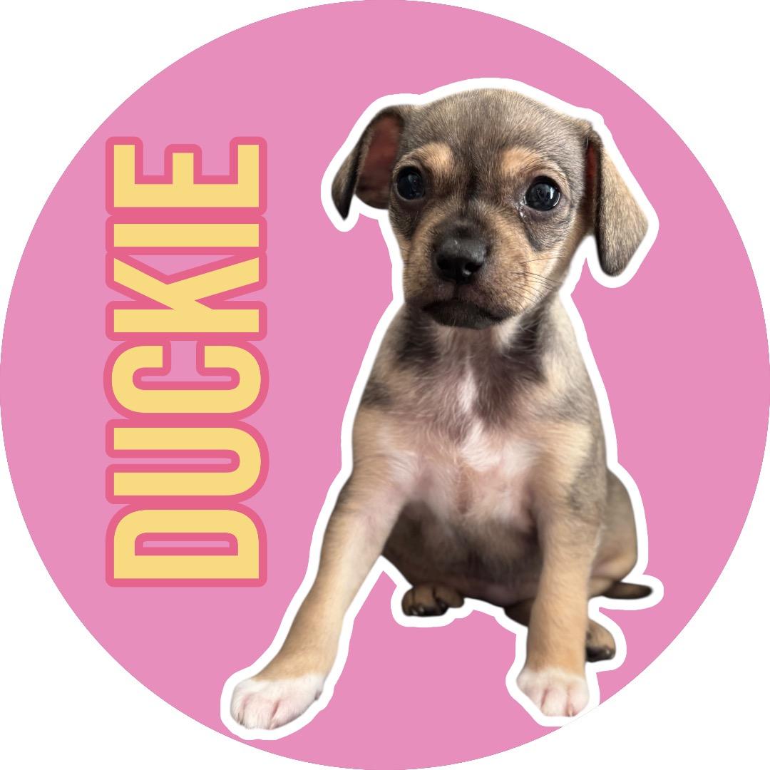 Duckie